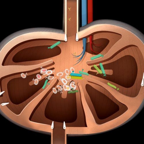 red-launch-lymph-node